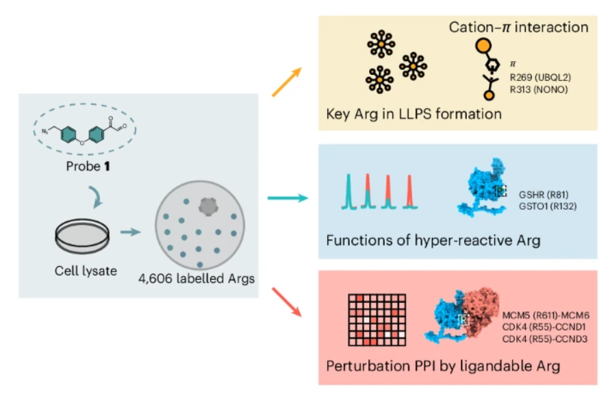 Global profiling of arginine reactivity and ligandability in the human proteome